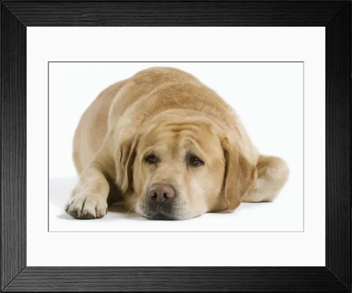 Framed Print : Dog - Yellow Labrador lying down Framed Print : Dog - Yellow Labrador lying down
