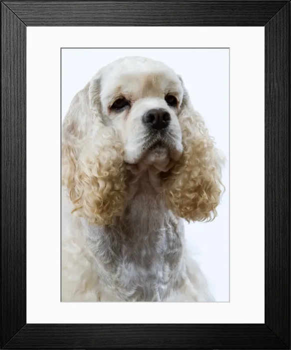 Framed Print : American Cocker Spaniel Framed Print : American Cocker Spaniel
