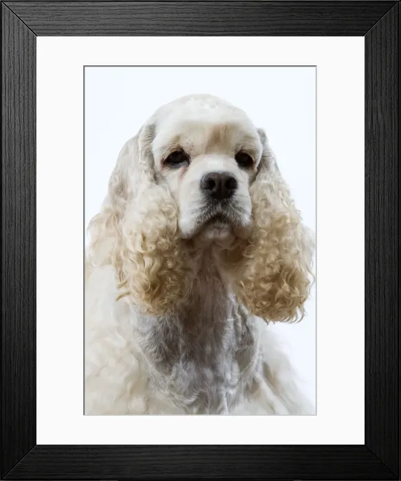 Framed Print : Dog - American Cocker Spaniel Framed Print : Dog - American Cocker Spaniel