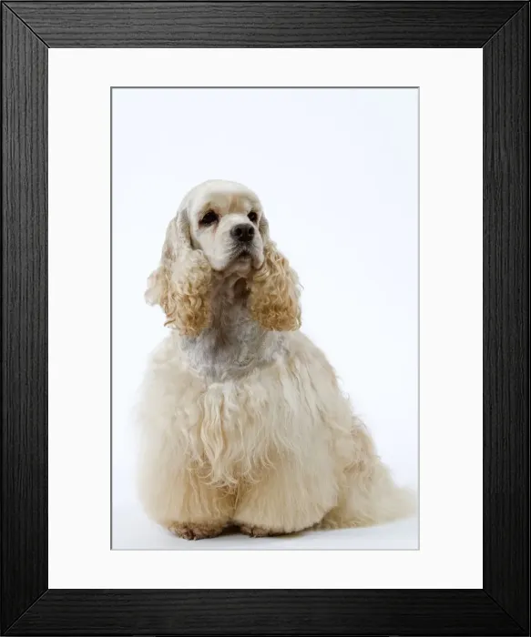 Framed Print : Dog - American Cocker Spaniel