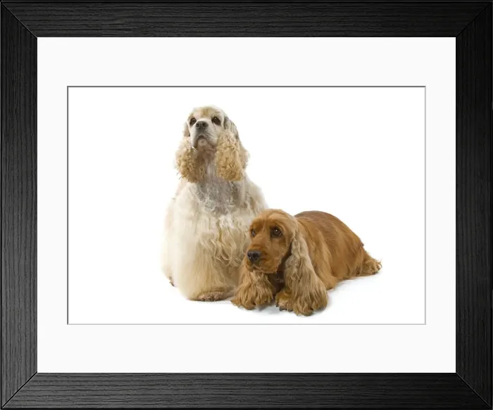 Framed Print : Dog - American Cocker Spaniel and English Cocker Spaniel (lying down)