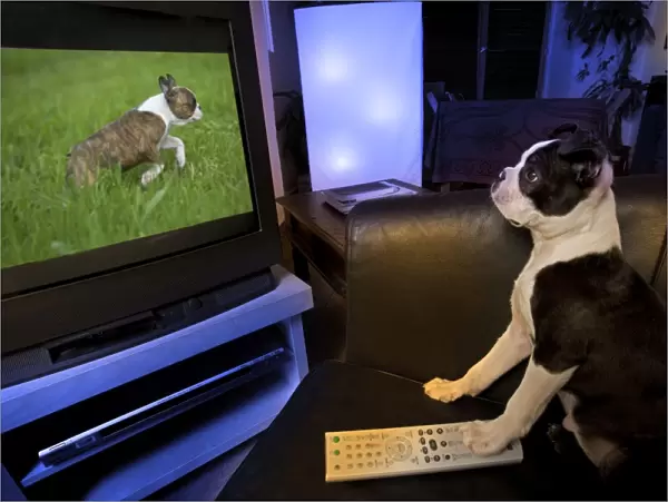 Dog - Boston Terrier watching dogs on television