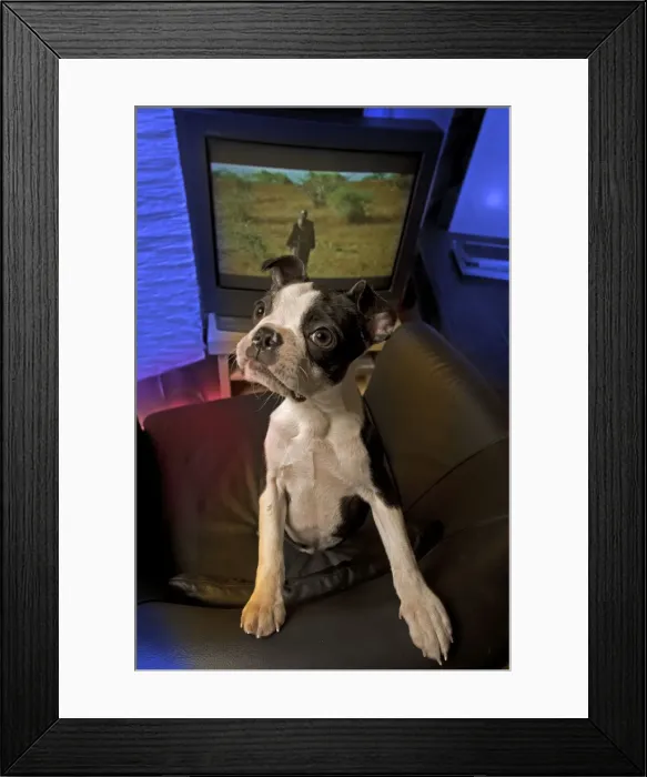 Framed Print : Dog - Boston Terrier standing on chair with television behind Framed Print : Dog - Boston Terrier standing on chair with television behind
