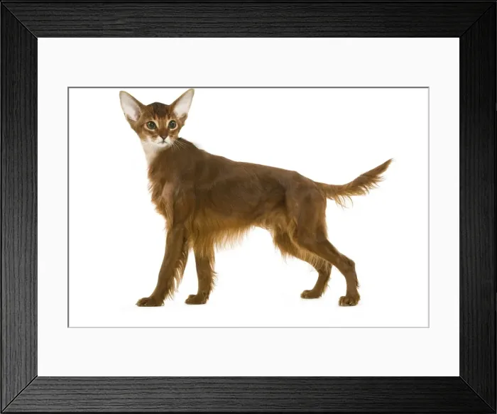 Framed Print : Manipulated image - Red Irish Setter with a cat's head Framed Print : Manipulated image - Red Irish Setter with a cat's head
