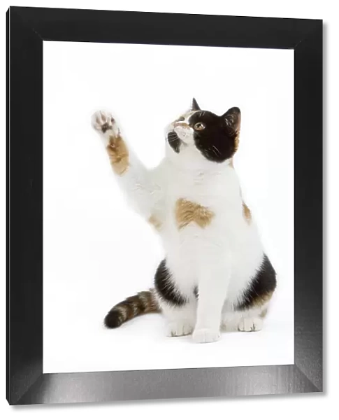 CAT - Britsih Shorthair, Calico - with paw in the air