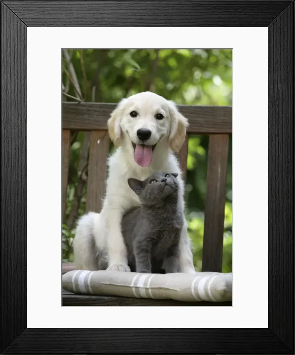 Framed Print : Dog - Retriever puppy sitting with grey kitten Framed Print : Dog - Retriever puppy sitting with grey kitten