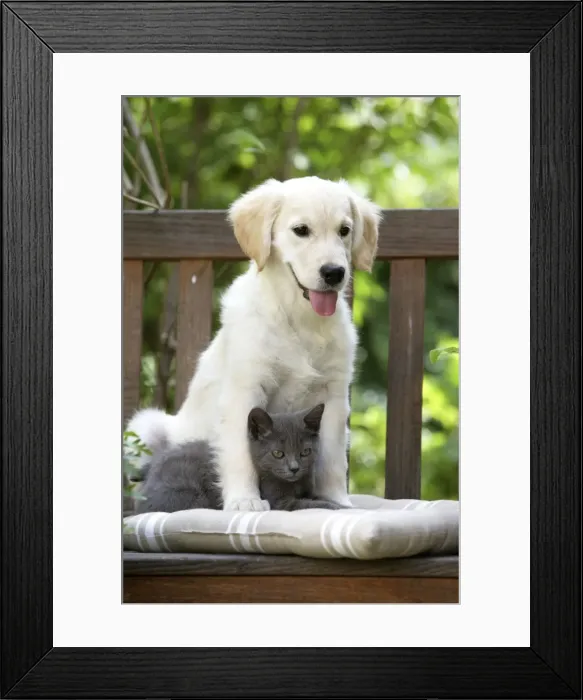Framed Print : Dog - Retriever puppy sitting with grey kitten Framed Print : Dog - Retriever puppy sitting with grey kitten