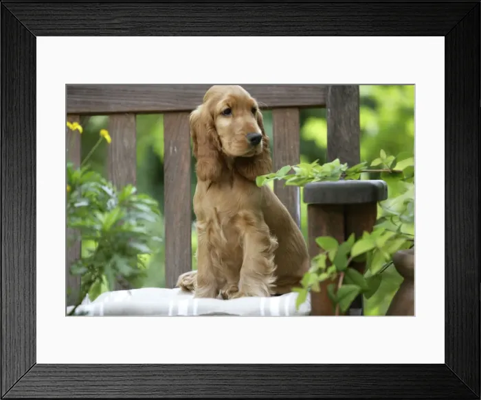 Framed Print : Dog - Cocker Spaniel sitting on bench Framed Print : Dog - Cocker Spaniel sitting on bench