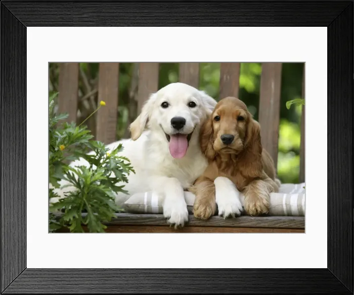 Framed Print : Dog - Cocker Spaniel sitting on bench with Golden Retriever puppy Framed Print : Dog - Cocker Spaniel sitting on bench with Golden Retriever puppy
