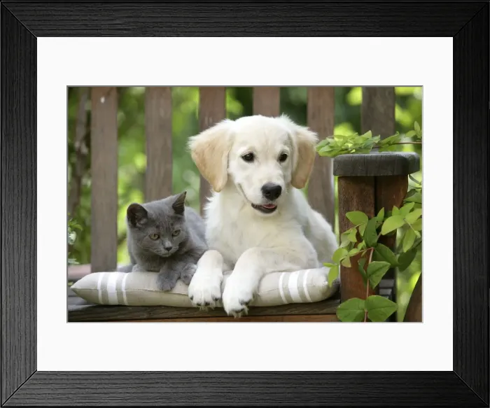 Framed Print : Dog - Golden Retriever puppy sitting on bench with grey kitten Framed Print : Dog - Golden Retriever puppy sitting on bench with grey kitten