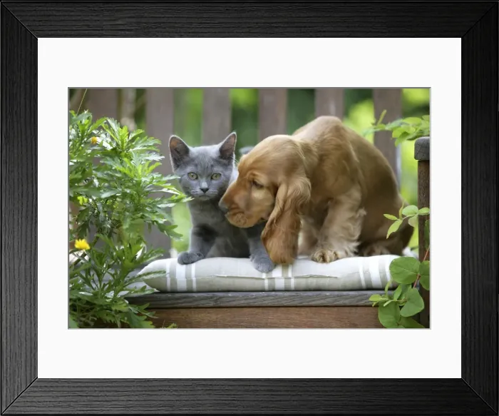 Framed Print : Dog - Cocker Spaniel sitting on bench with grey kitten Framed Print : Dog - Cocker Spaniel sitting on bench with grey kitten