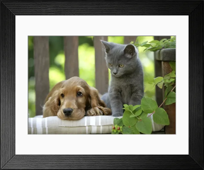 Framed Print : Dog - Cocker Spaniel lying on bench with grey kitten Framed Print : Dog - Cocker Spaniel lying on bench with grey kitten