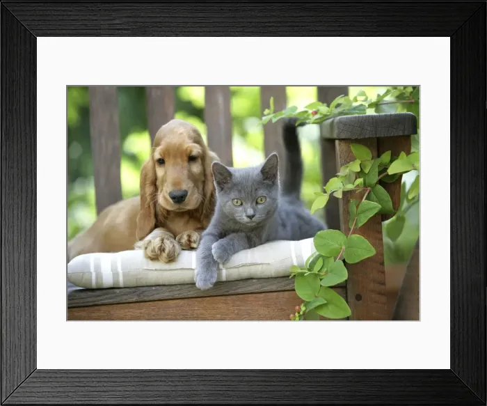 Framed Print : Dog - Cocker Spaniel lying on bench with grey kitten Framed Print : Dog - Cocker Spaniel lying on bench with grey kitten