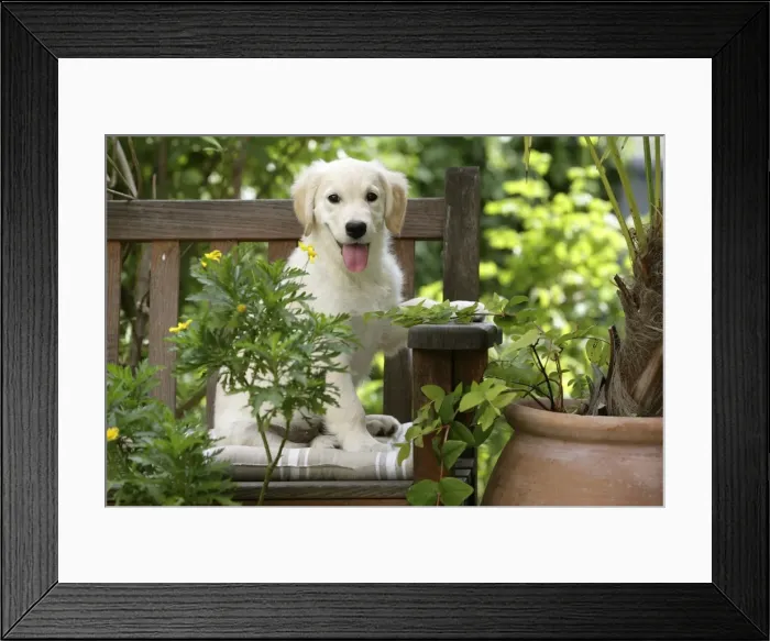 Framed Print : Dog - Golden Retriever puppy sitting on bench Framed Print : Dog - Golden Retriever puppy sitting on bench