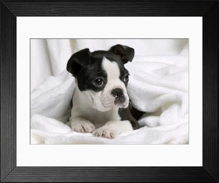 Framed Print : Dog - Boston Terrier puppy lying in towel Framed Print : Dog - Boston Terrier puppy lying in towel