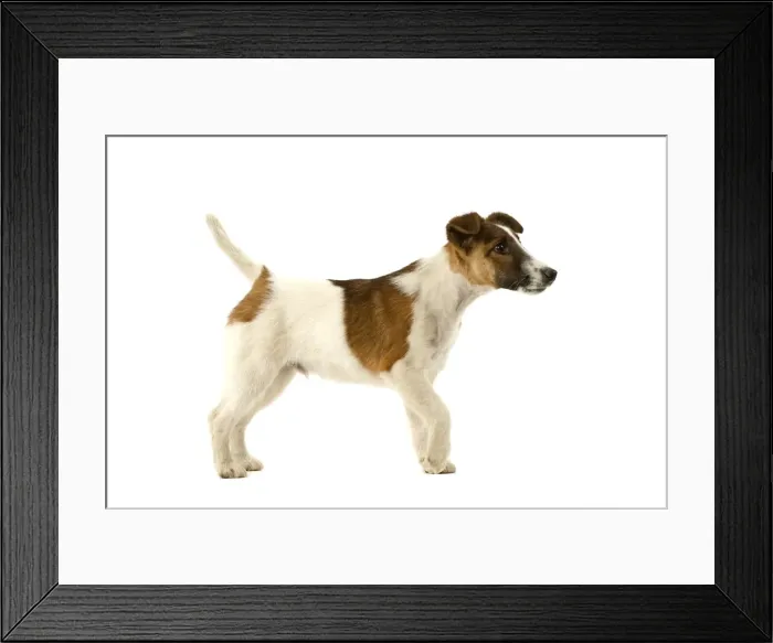 Framed Print : Dog - Fox Terrier Framed Print : Dog - Fox Terrier