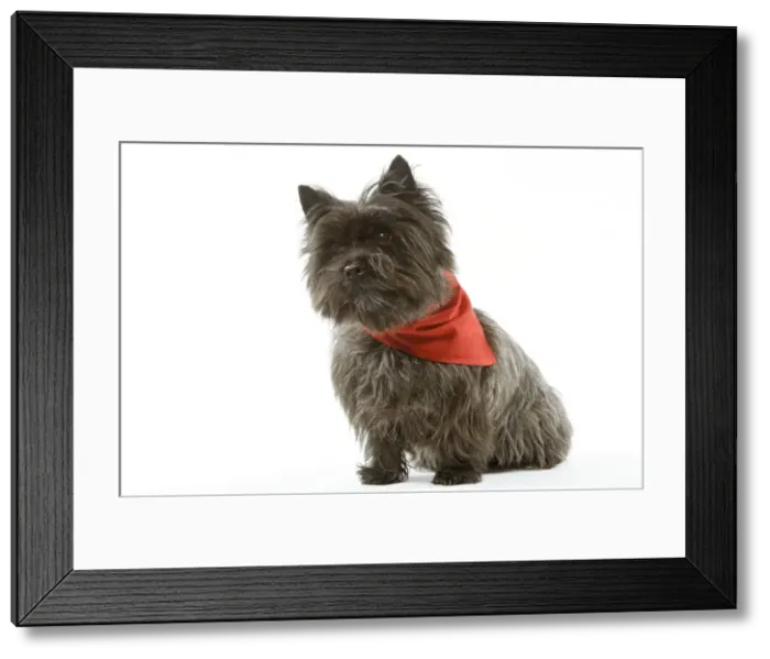 Framed Print : Dog - Cairn Terrier wearing handkerchief / neckerchief Framed Print : Dog - Cairn Terrier wearing handkerchief / neckerchief