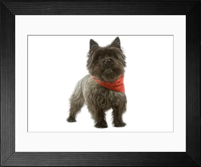 Framed Print : Dog - Cairn Terrier wearing handkerchief / neckerchief Framed Print : Dog - Cairn Terrier wearing handkerchief / neckerchief