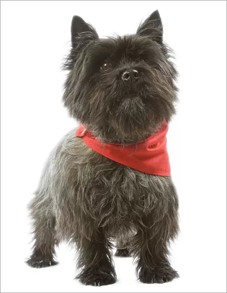 Dog - Cairn Terrier wearing handkerchief  /  neckerchief