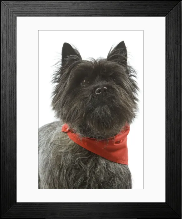 Framed Print : Dog - Cairn Terrier wearing handkerchief / neckerchief Framed Print : Dog - Cairn Terrier wearing handkerchief / neckerchief
