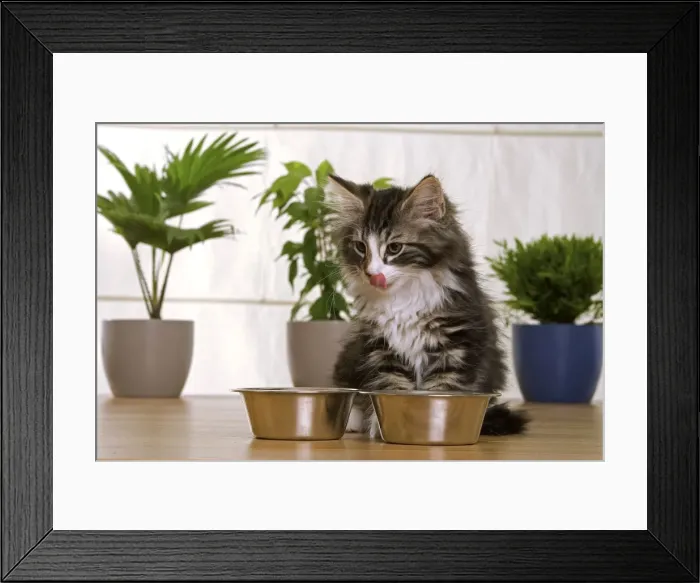 Framed Print : Norwegian Forest Silver and White Mackerel Tabby Cat by food bowls, licking lips Framed Print : Norwegian Forest Silver and White Mackerel Tabby Cat by food bowls, licking lips