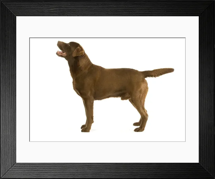 Framed Print : Dog - Chocolate Labrador Framed Print : Dog - Chocolate Labrador