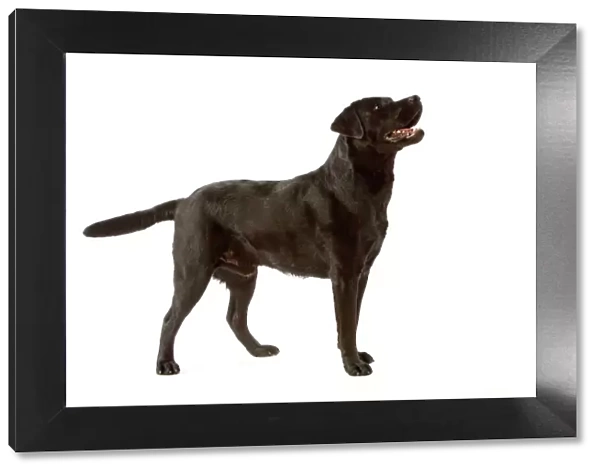 Dog - Black Labrador