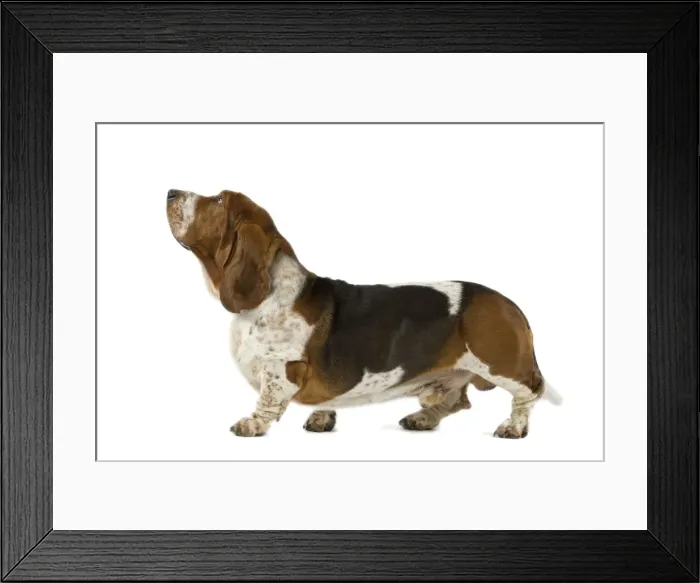 Framed Print : Dog - Basset Hound Framed Print : Dog - Basset Hound