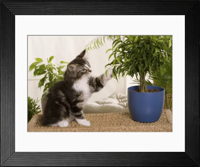 Framed Print : Norwegian Forest Silver and White Mackerel Tabby Cat with pot plant Framed Print : Norwegian Forest Silver and White Mackerel Tabby Cat with pot plant