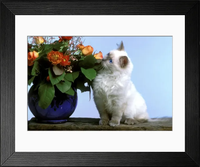 Framed Print : Cat - Ragdoll Kitten smelling flowers Framed Print : Cat - Ragdoll Kitten smelling flowers
