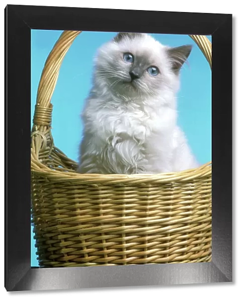 Cat - Ragdoll Kitten sitting in basket