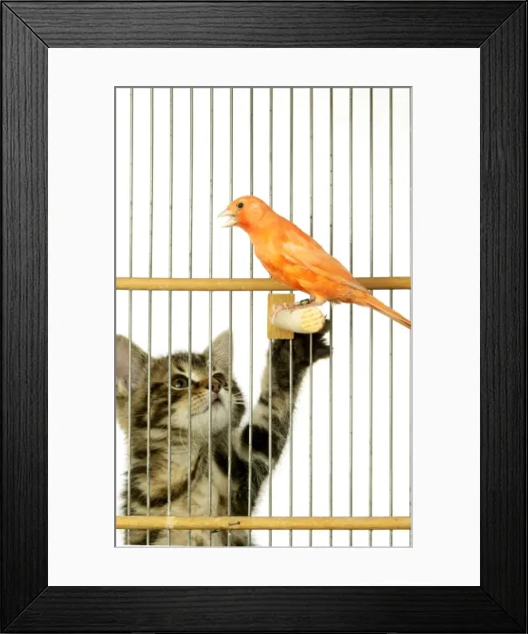 Framed Print : Cat - Kitten playing with Canary in cage Framed Print : Cat - Kitten playing with Canary in cage