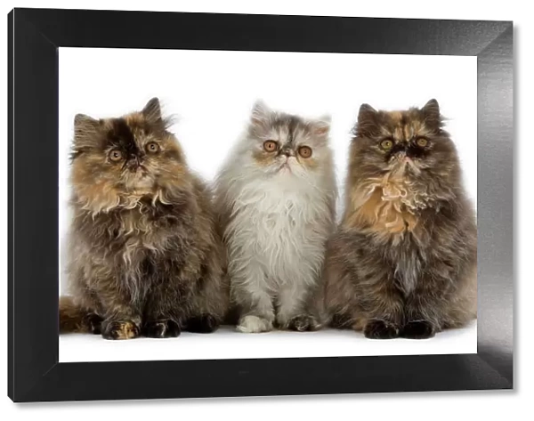 Persian Cats - three sitting in line