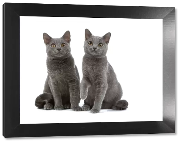 Chartreux Cats - two sitting