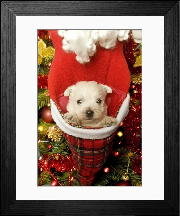 Framed Print : Dog - West Highland Terrier with Christmas decorations Framed Print : Dog - West Highland Terrier with Christmas decorations