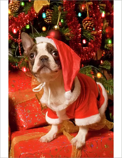 Dog - Boston Terrier with Christmas decorations