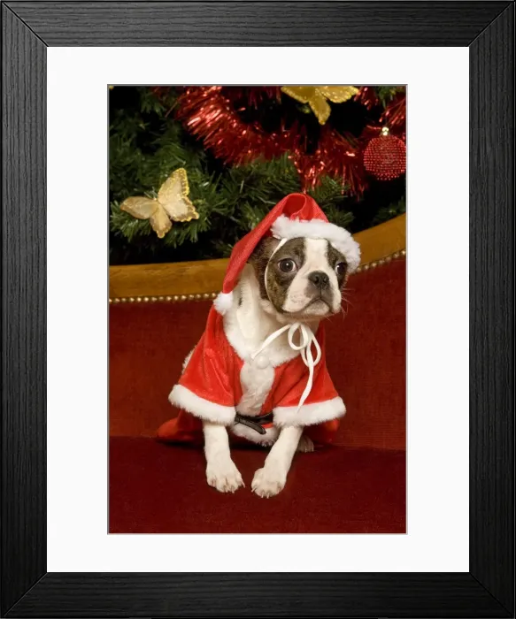 Framed Print : Dog - Boston Terrier with Christmas decorations Framed Print : Dog - Boston Terrier with Christmas decorations