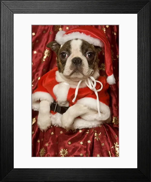 Framed Print : Dog - Boston Terrier with Christmas decorations Framed Print : Dog - Boston Terrier with Christmas decorations
