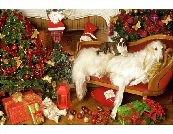 Dogs - Barzoi and Boston Terrier with Christmas decorations