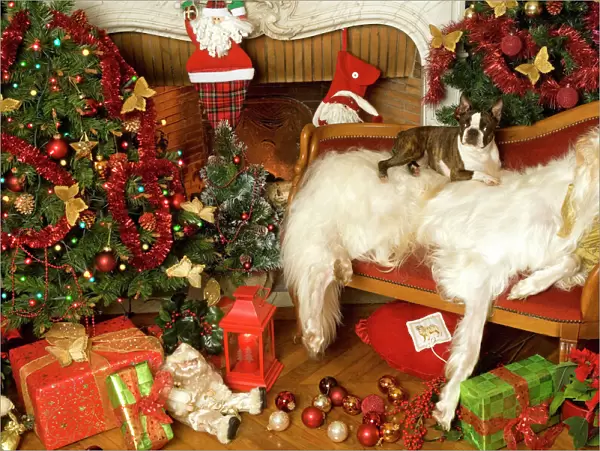 Dogs - Barzoi and Boston Terrier with Christmas decorations