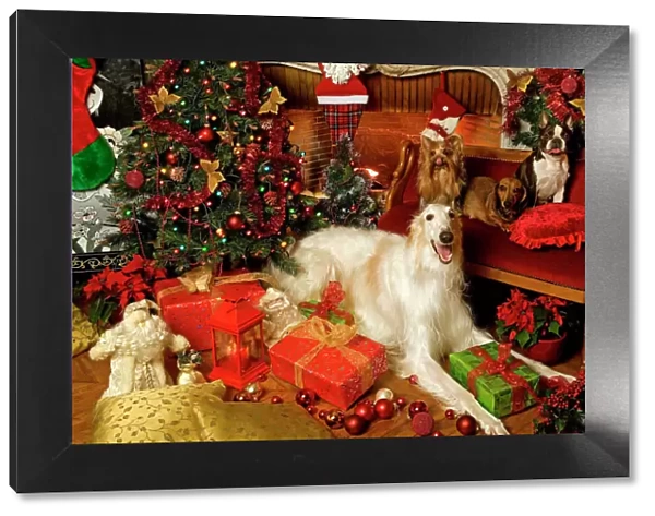 Dogs - Barzoi, Boston Terrier, Dachshund and Yorkshire Terrier with Christmas decorations