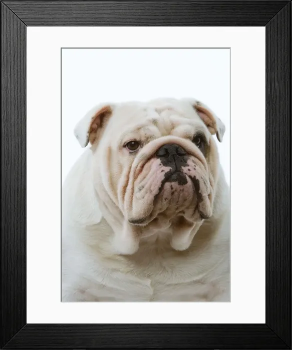 Framed Print : Dog - English Bulldog Framed Print : Dog - English Bulldog