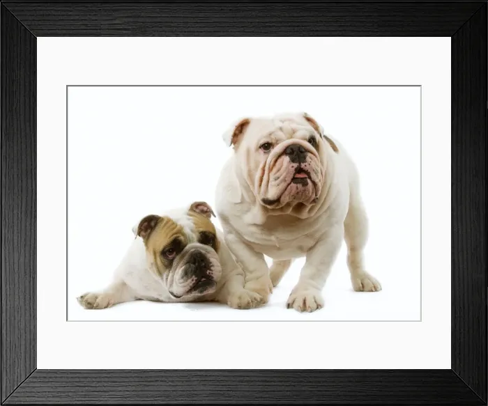 Framed Print : Dog - English Bulldog Framed Print : Dog - English Bulldog