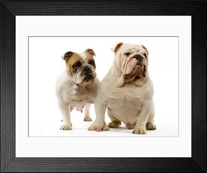 Framed Print : Dog - English Bulldog Framed Print : Dog - English Bulldog