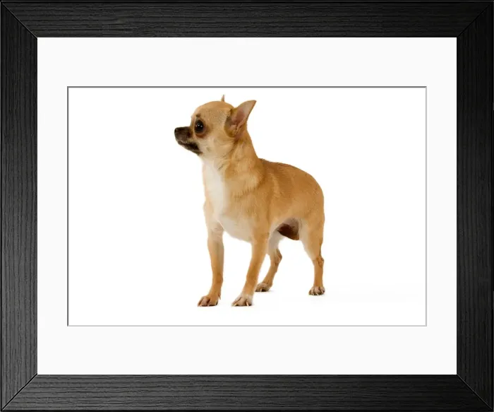 Framed Print : Dog - Short-Haired Chihuahua Framed Print : Dog - Short-Haired Chihuahua