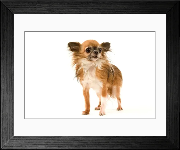 Framed Print : Dog - Long-Haired Chihuahua Framed Print : Dog - Long-Haired Chihuahua