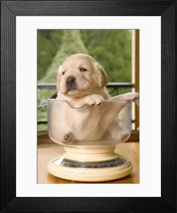 Framed Print : Dog - Labrador puppy sitting in measuring bowl Framed Print : Dog - Labrador puppy sitting in measuring bowl