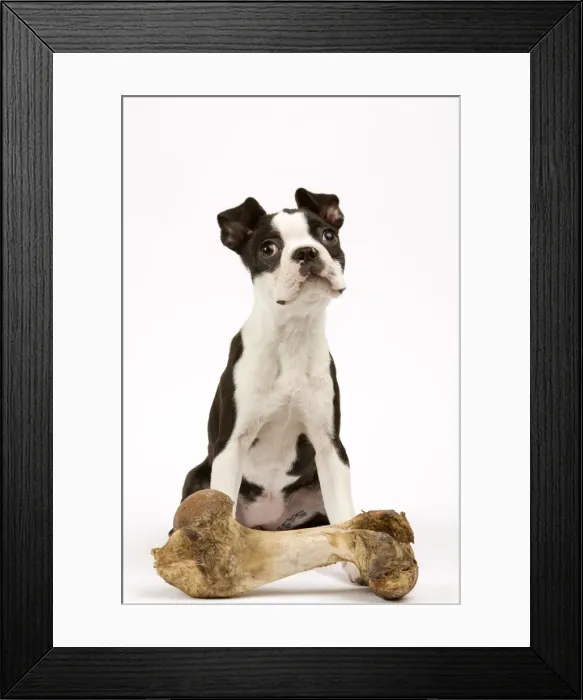 Framed Print : DOG - Boston Terrier with large bone Framed Print : DOG - Boston Terrier with large bone
