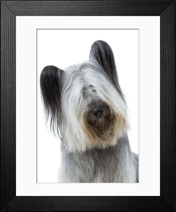 Framed Print : Dog - Sky Terrier Framed Print : Dog - Sky Terrier