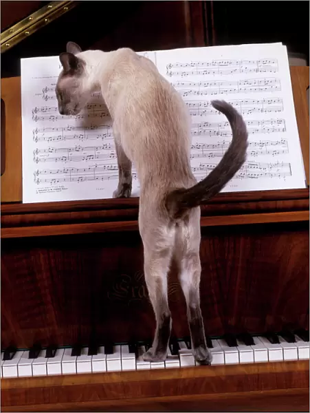 Cat - blue siamese standing on piano reading music